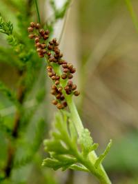 podejźrzon marunowy (Botrychium matricariifolium) część zarodnionośna. Widoczne jeszcze nie otwarte, kuliste zarodnie -...
