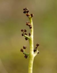 podejźrzon marunowy (Botrychium matricariifolium) część zarodnionośna. Widoczne puste, otwarte zarodnie - 24.07.2012 fot:...
