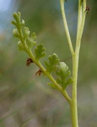 podejźrzon marunowy (Botrychium matricariifolium) część płonna liścia, czyli prowadząca fotosyntezę   fot: c. werpachowski