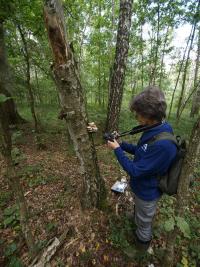 dokumentacja fotograficzna I Obóz Naukowy Polskiego Towarzystwa Mykologicznego   fot: c. werpachowski
