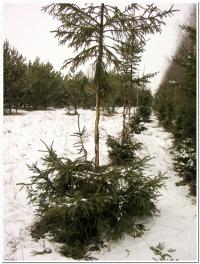 Świerk pospolity - taką formę bonsai uwielbiają leśnicy - hodowcy    fot: c. werpachowski