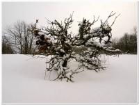 szlachetne tworzywo dębu szypułkowego wymaga podgryzania zimą - latem osiąga pełny wyraz kunsztu bonsai fot: c...