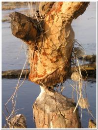 bobry często tworzą bonsai o formie wyjątkowo prostej można by rzec wyprostowanej  fot: c. werpachowski