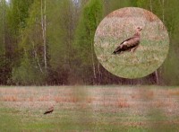 Orlik krzykliwy