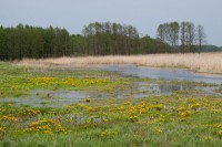 Kaczeńce nad Jegrznią w Kuligach.