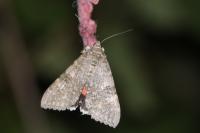 wstęgówka pąsówka (Catocala nupta)