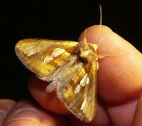 złocica kostrzewica (Plusia festucae)