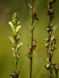 gnidosz królewski (Pedicularis sceptrum-carolinum) - kwitnące i owocujące  pędy w całej krasie   fot: c. werpachowski