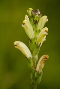 gnidosz królewski (Pedicularis sceptrum-carolinum) - jeszcze kwitnie  fot: c. werpachowski