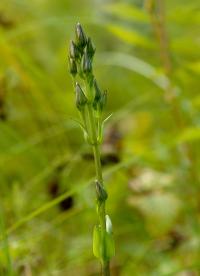 niebielistka trwała (Swertia perennis) - niektóre osobniki dopiero będą ...   fot: c. werpachowski