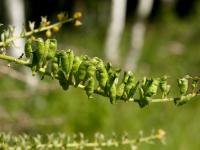 pluskwica europejska (Cimicifuga europaea) mieszki - owoce    fot: c. werpachowski