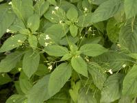 niecierpek drobnokwiatowy (Impatiens parviflora)tworzy zwarte kobierce   fot: c. werpachowski