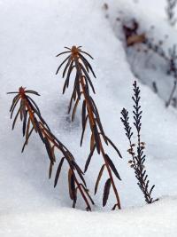 bagno zwyczajne (Ledum palustre) & wrzos zwyczajny (Calluna vulgaris)  fot: c. werpachowski