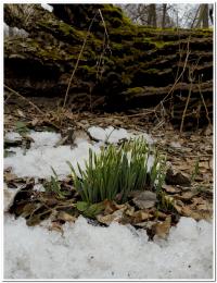 zakwita, kiedy dookoła jeszcze leży śnieg - śnieżyczka przebiśnieg (Galanthus nivalis) fot: c. werpachowski