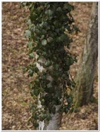 bluszcz pospolity (Hedera helix) na brzozie, owocuje - nowe stanowisko w Biebrzańskim PN  fot: c. werpachowski