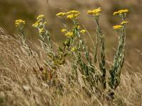 kocanki piaskowe (Helichrysum arenarium) fot. c. werpachowski