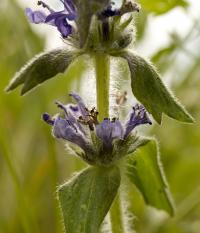 Dąbrówka kosmata (genewska)(Ajuga genevensis) fot. c. werpachowski