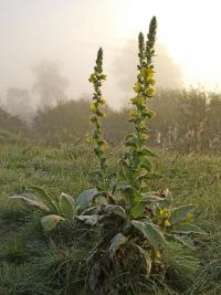 Dziewanna wielkokwiatowa (Verbascum densiflorum)  fot. c. werpachowski