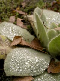 rosa na pokrytych włoskami (kutnerem) liściach dziewanny wielkokwiatowej (Verbascum densiflorum)  fot. c. werpachowski