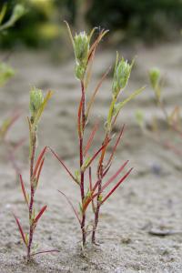 Wrzosowiec cienkoskrzydełkowy (Corispermum leptopterum)  fot. c. werpachowski