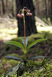 Pomocnik baldaszkowy (Chimaphila umbellata)  fot. c. werpachowski