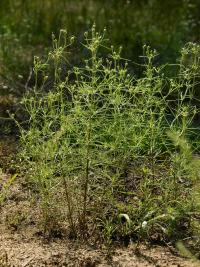 Babka piaskowa (Plantago arenaria)  fot. c. werpachowski