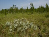 wierzba lapońska (Salix lapponum) to też przykład rośliny, która "walczy" o wodę  fot. c. werpachowski