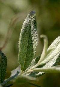 srebrzyście owłosione liście wierzby lapońskiej (Salix lapponum)  fot. c. werpachowski