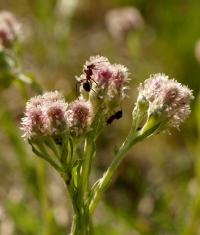 Ukwap dwupienny (Antennaria dioica)  fot. c. werpachowski