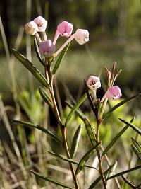 Modrzewnica zwyczajna (Andromeda polifolia)  fot. c. werpachowski