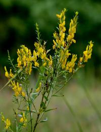 Janowiec barwierski (Genista tinctoria)  fot. c. werpachowski