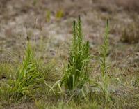 liatra kłosowa (Liatris spicata) - zakwitnie za tydzień?  fot: c. werpachowski