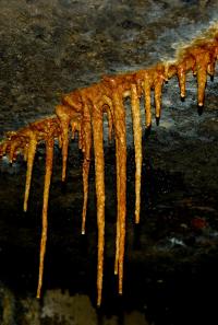 rude zabarwienie stalaktytów jest wynikiem obecności związków żelaza ...  fot: c. werpachowski