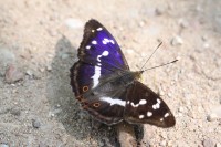 Mieniak tęczowiec (Apatura iris), fot. K. Frąckiel