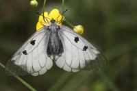 Niepylak mnemozyna (Parnassius mnemosyne), fot. K. Frąckiel