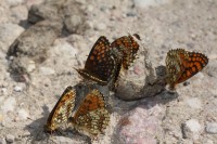 Przeplatka atalia (Melitaea athalia), fot. K. Frąckiel