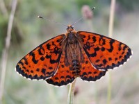 Przeplatka didyma (Melitaea didyma), fot. K. Frąckiel