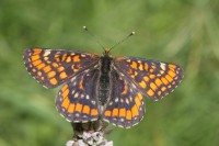 Przeplatka maturna (Euphydryas maturna), fot. K. Frąckiel