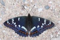 Pokłonnik osinowiec (Limenitis populi), fot. K. Frąckiel