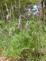 Sasanka łąkowa (Pulsatilla pratensis)