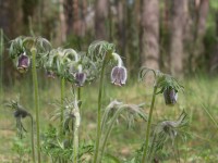 Sasanka łąkowa (Pulsatilla pratensis)