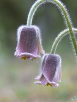 Sasanka łąkowa (Pulsatilla pratensis)