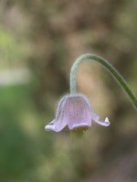Sasanka łąkowa (Pulsatilla pratensis)
