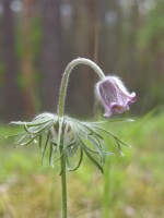 Sasanka łąkowa (Pulsatilla pratensis)