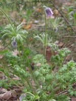 Pulsatilla x Hackelii