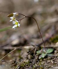 wiosnówka pospolita - najmniejsza roślina kwiatowa BbPN  fot. CW