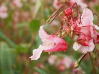 Niecierpek gruczołowaty - kwiat