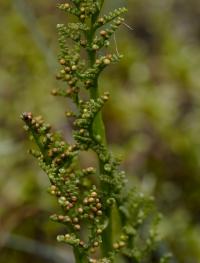 część zarodnionośna liścia - Podejźrzon rutolistny (Botrychium multifidum (S. G. Gmel.) Rupr.), Biebrzański PN, fot: cezary...