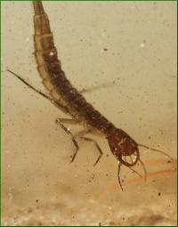 larwa pływaka żółtobrzeżka (Dytiscus marginalia) fot:CWerpachowski
